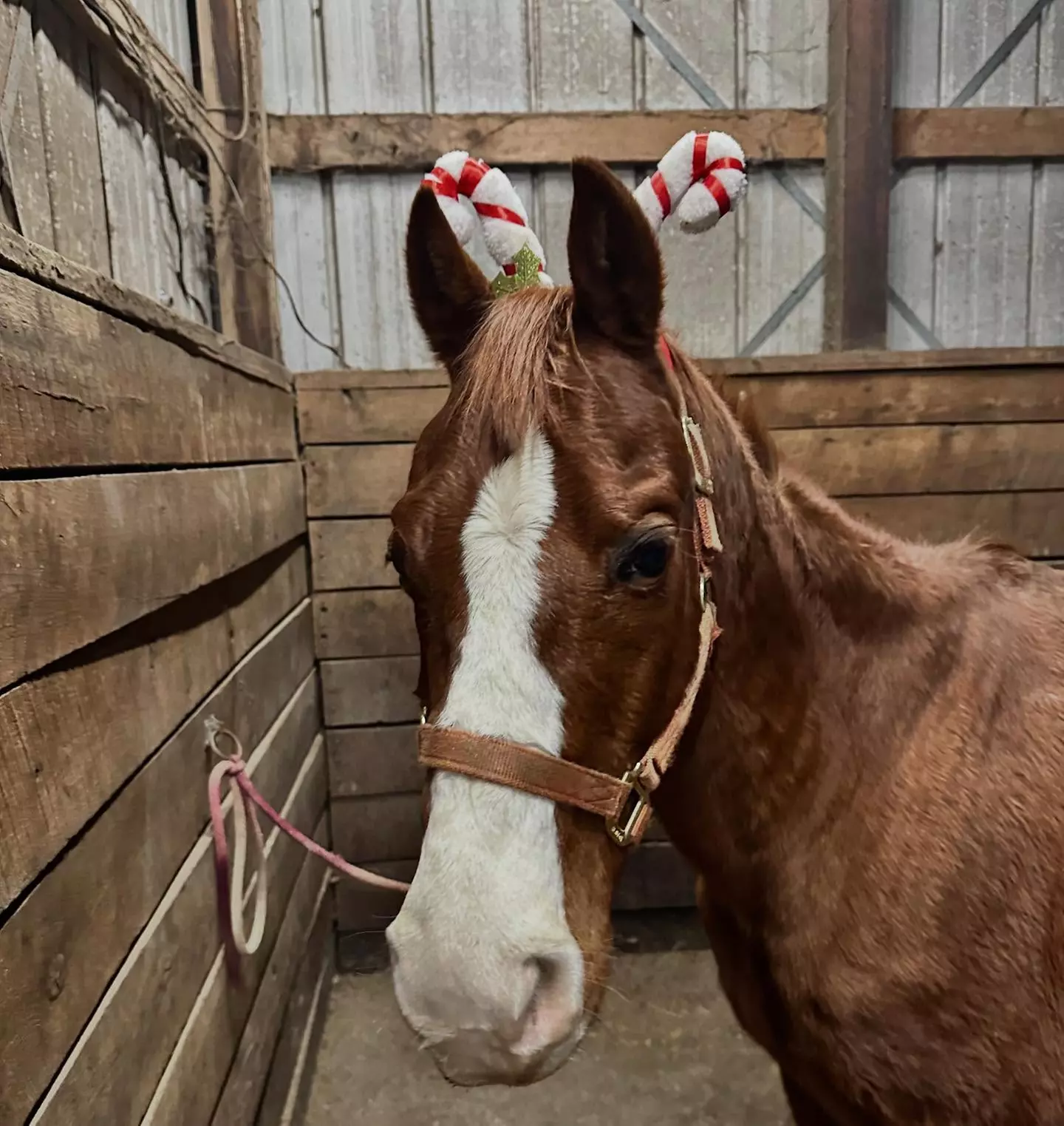 Snowy Horseback Trail Ride Through Hudson Valley (45 Minutes)