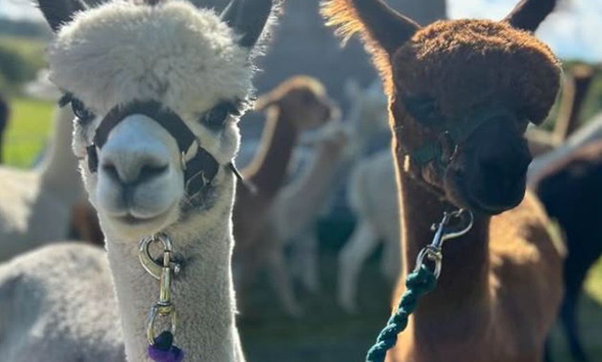 Image 6: Ultimate Alpaca Adventure: Meet & Greet & Trek