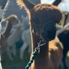 Image 6: Ultimate Alpaca Adventure: Meet & Greet & Trek
