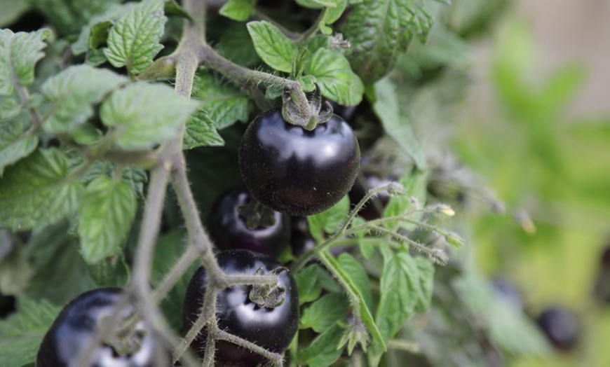 Image 5: Small Space Vegetable Plants - 3 or 6 Potted Plants
