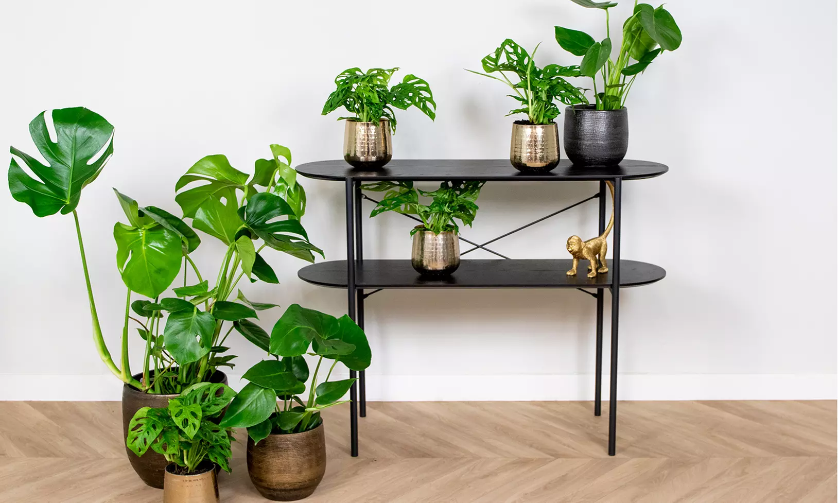 1 o 2 piante Monstera Deliciosa