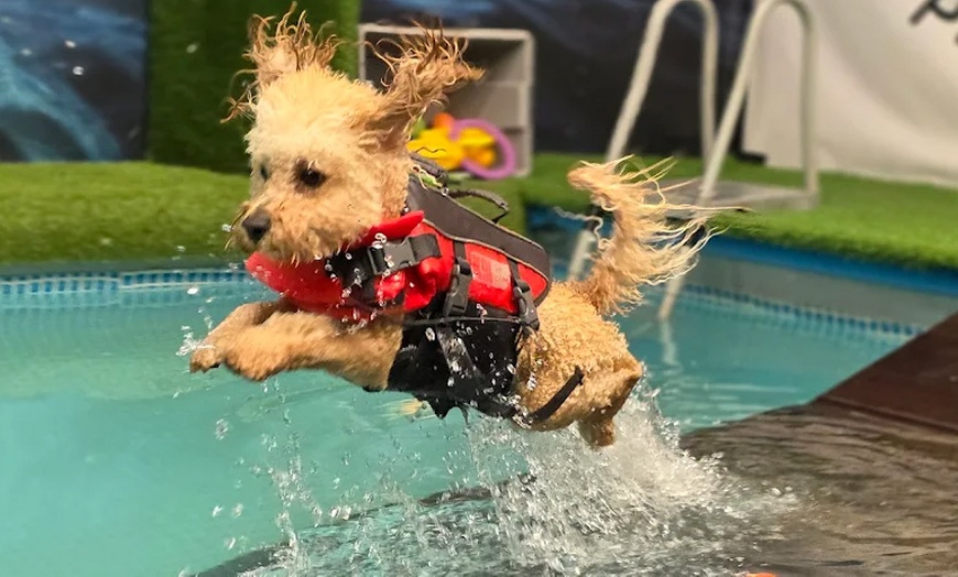 Image 14: Water Fun Awaits: Doggy Fun Swim Session (Owners Welcome to Swim Too)