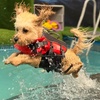 Image 14: Water Fun Awaits: Doggy Fun Swim Session (Owners Welcome to Swim Too)