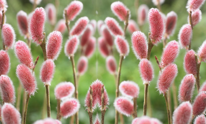 Image 2: Salix Gracilistyla Mount Aso 12cm