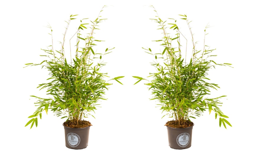 Image 4: Plant de bambou Fargesia non prolifère 