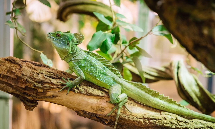 Image 6: Entrée enfant et/ou adulte pour le parc animalier Planet Exotica