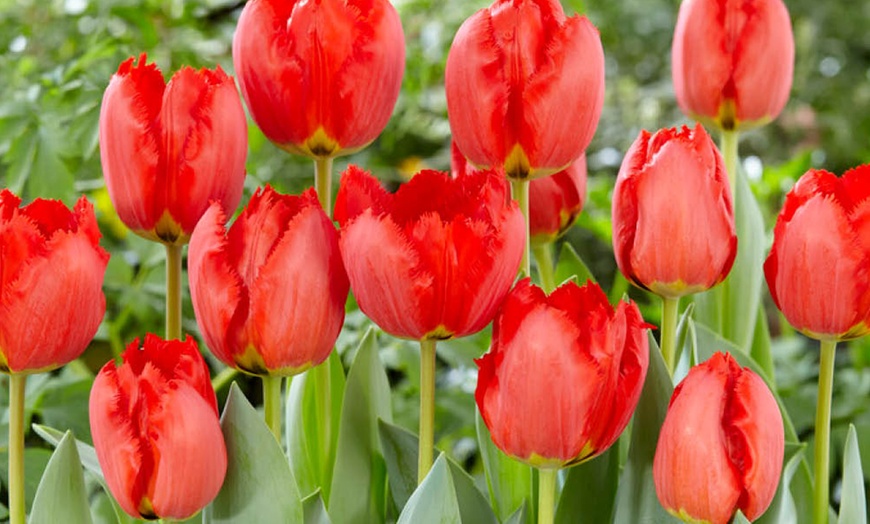 Image 1: 12 or 24 Tulip 'Crystal Beauty' Spring Flowering Bulbs