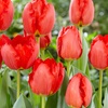 Image 1: 12 or 24 Tulip 'Crystal Beauty' Spring Flowering Bulbs