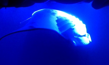 Manta Ray Night Snorkel Kona (Big Island) - Dolphin Discoveries in Kona, Hawaii