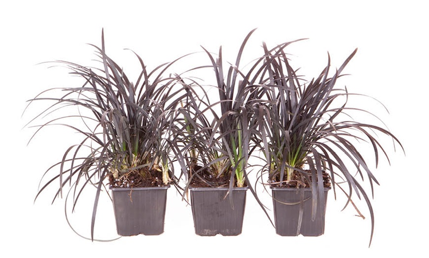 Image 3: Pack of Three Ophiopogon Black Mondo Grass potted Plants 