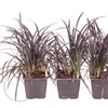 Image 3: Pack of Three Ophiopogon Black Mondo Grass potted Plants 