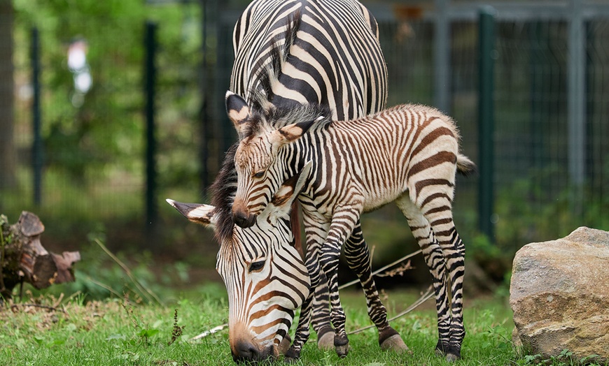 Image 13: Tageskarte für den Zoo Krefeld