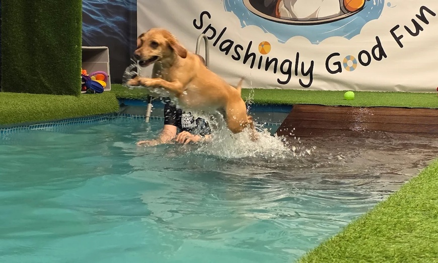 Image 15: Water Fun Awaits: Doggy Fun Swim Session (Owners Welcome to Swim Too)