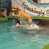 Image 15: Water Fun Awaits: Doggy Fun Swim Session (Owners Welcome to Swim Too)