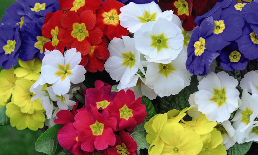 Image 8: Winter Bedding Mix Garden Ready Plants or Plug Plants