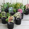 Image 1: Mixed Seasonal Alpine/rockery Plants - Potted or Plug Plants