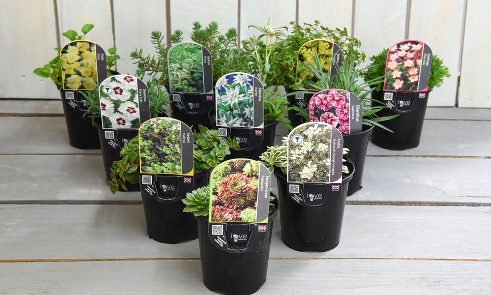 Mixed Seasonal Alpine/rockery Plants - Potted or Plug Plants