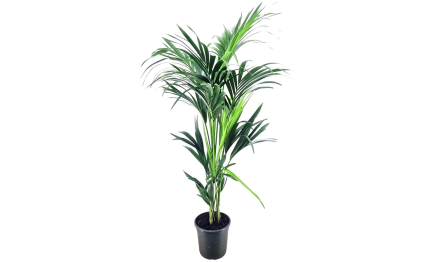 Image 9: Rootz Kentia Palm Collections