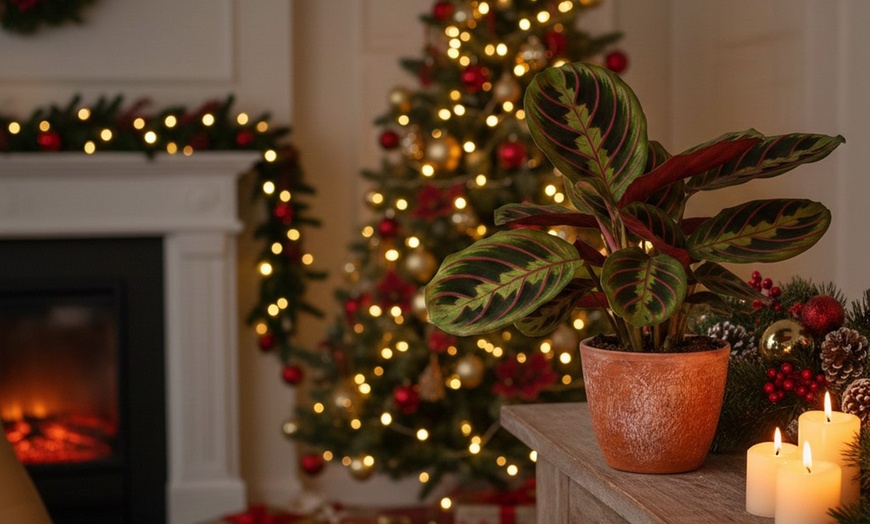 Image 2: Maranta Red Prayer Plant in 4" and 6" Sizes with Free Shipping Up to 24% Off