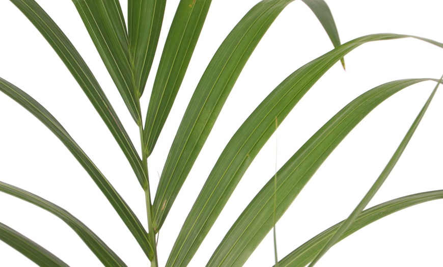 Image 3: Howea Forsteriana ou palmier Kentia