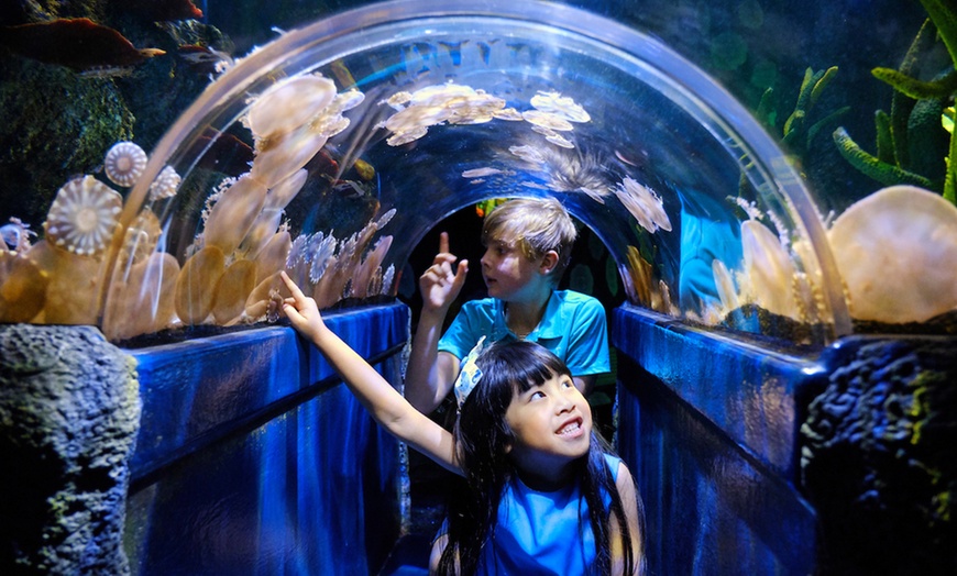 Image 3: General Admission to Sea Life Melbourne Aquarium