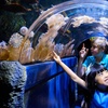 Image 3: General Admission to Sea Life Melbourne Aquarium