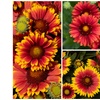 Image 1: YouGarden Premium Blanket Flower Collection