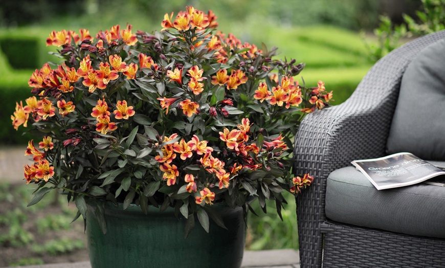 Image 5: Summer Flowering Alstroemeria Collections