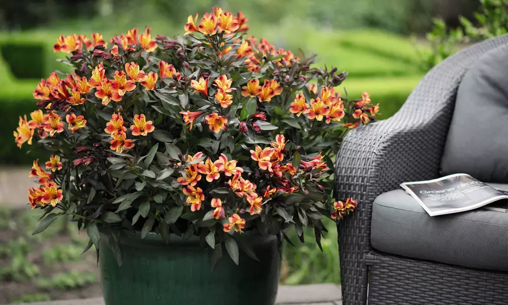 Summer Flowering Alstroemeria Collections