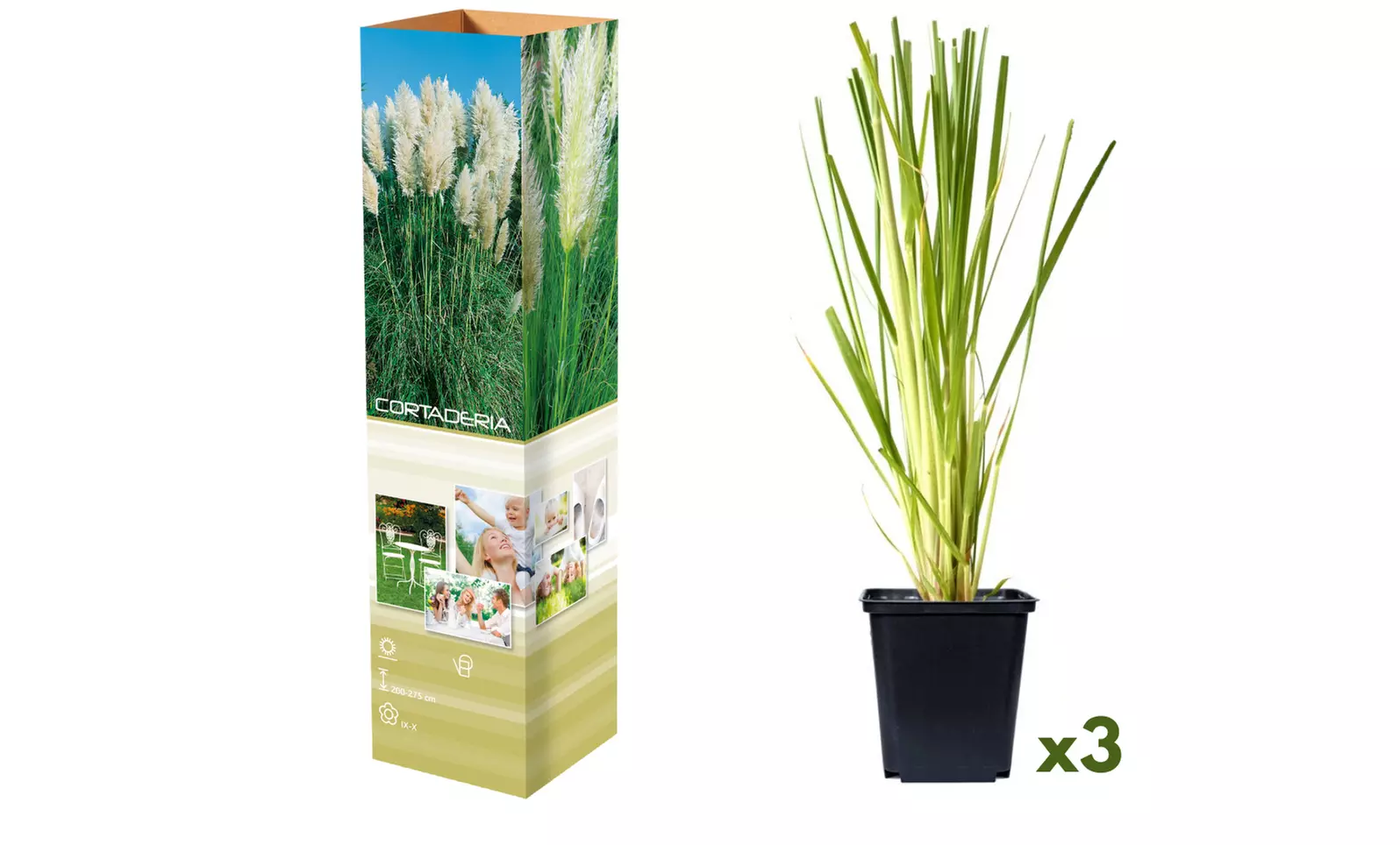 3 of 6 pampasgras planten