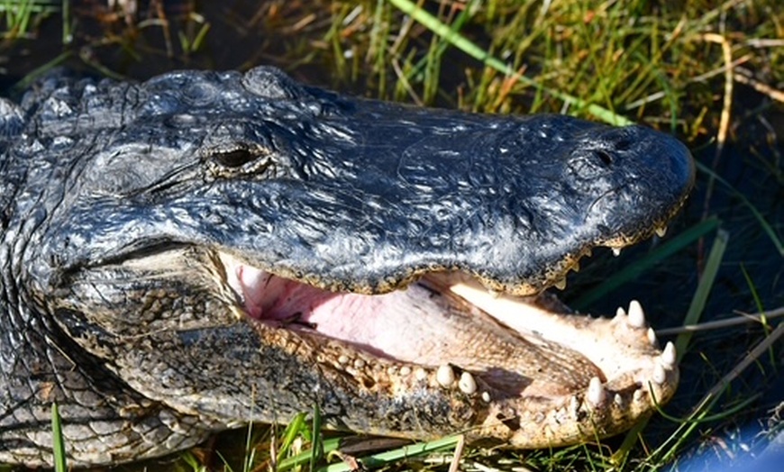 Image 7: Everglades Airboat Tour & Cultural Experience