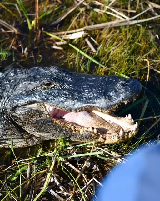 Everglades Airboat Tour & Cultural Experience