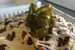 Wine or Beer Tasting + Food Credit for 2 or 4 at Bell Springs—Scenic Sips & Bites in Hill Country ️ - Second Medium