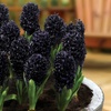 Image 3: Spring Hyacinth Bulb Collections