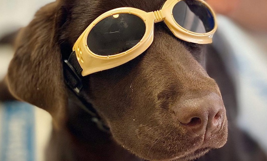 Image 3: Vacunas y consultas para perros y gatos con revisión y desparasitación