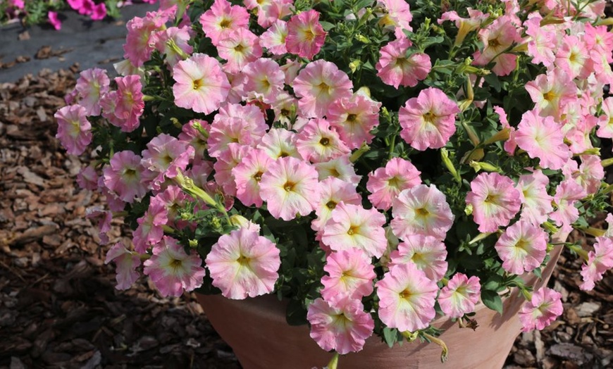 Image 4: Petunia 'Raspberry Shake' / 'Navy Velour' or Pink Pastel 