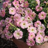 Image 4: Petunia 'Raspberry Shake' / 'Navy Velour' or Pink Pastel 
