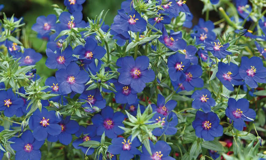 Image 12: Summer Flowering Cascading Basket Plants