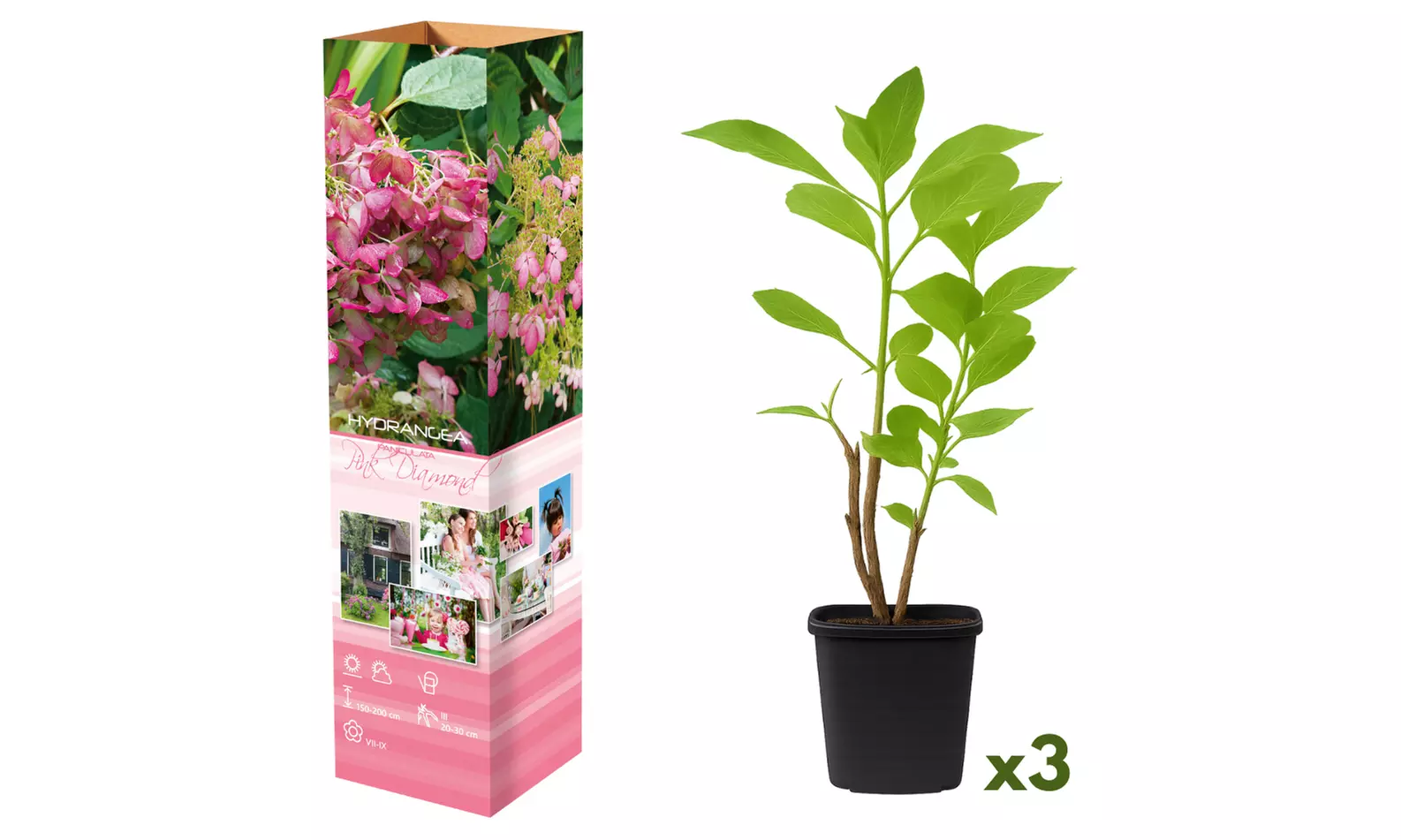 3x oder 6x Hortensien