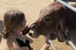 Enjoy Petting Zoo & Indulge in Artisan Chocolates with Admission to Sugarplum Zoo in Temecula (Up to 25% Off) - Second Medium