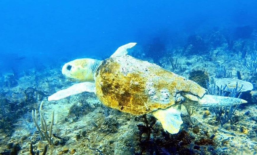 Image 9: Guided Snorkeling Adventure in Fort Lauderdale’s Crystal-Clear Waters