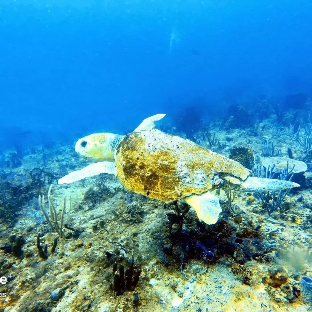 Guided Snorkeling Adventure in Fort Lauderdale’s Crystal-Clear Waters