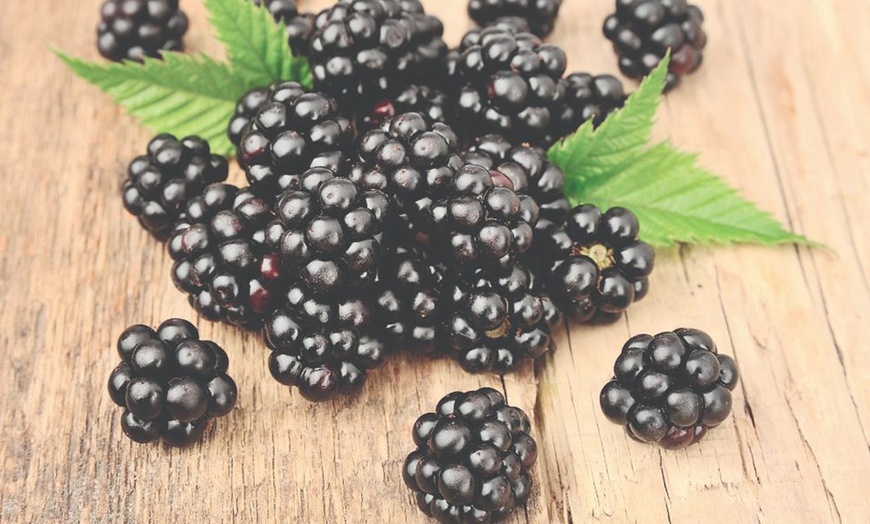 Image 5: Blackberry Growers Choice Blackberry Cultivars