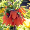 Image 6: Lot de 3 bulbes Fritillaria Lutea ou Rubra
