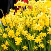 Image 1: Narcissus 'Tête-à-Tête'; Miniature Daffodils Spring Flowering Bulbs