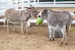 Explore Wildlife with Entry for One, Two, or Four Adults to the Cosley Zoo (Up to 48% Off) - Second Medium