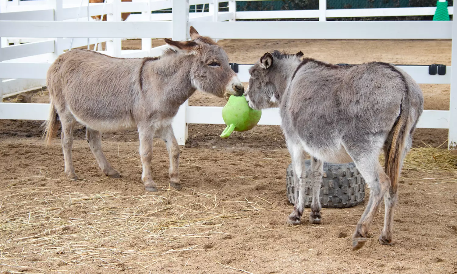 Explore Wildlife w/Entry for One, Two or Four Adults to the Cosley Zoo