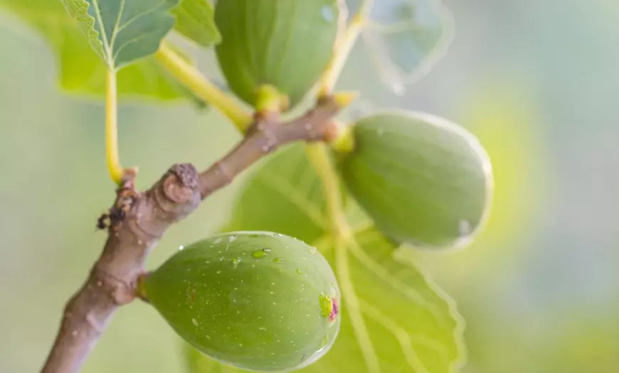 Image 2: Lot de 4 ou 8 jeunes arbres fruitiers méditerranéens Rootz