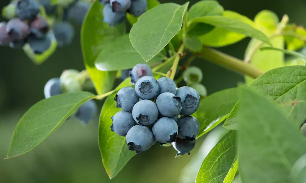 3er- oder 6er-Set Heidelbeeren (Vaccinium corymbosum), inkl. Versand - Primary Image