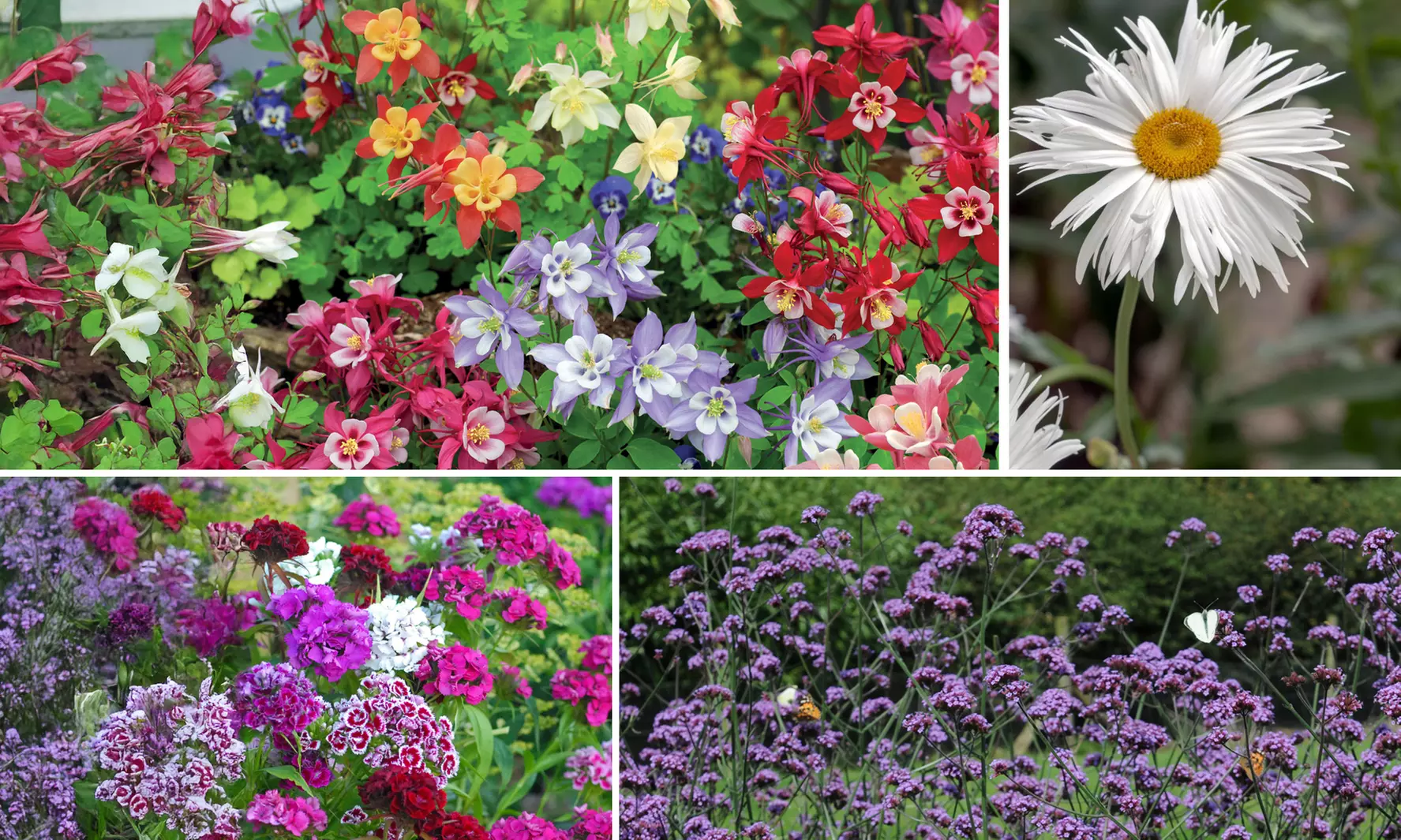 24 Wildlife Friendly Perennial Plants